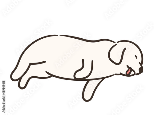 寝ている白い犬　大型犬