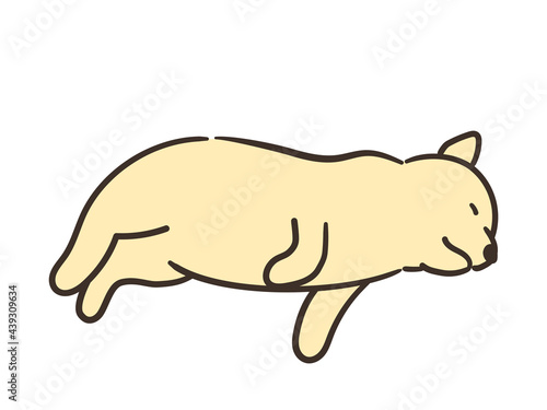 寝ている犬　茶色