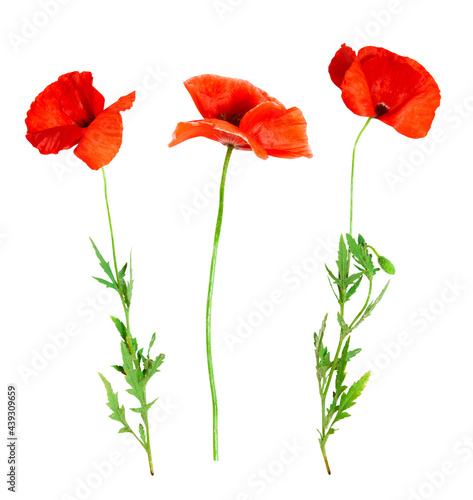 Red poppies isolated on white background. Spring or summer wild field flowers. Poppy flowers. Parts of plant  flower head  stem  bud and leaves