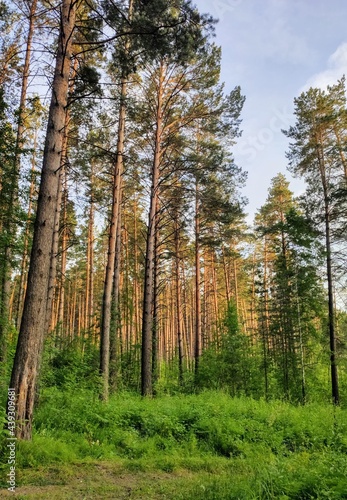 Fototapeta Naklejka Na Ścianę i Meble -  tall pine trees in the forest
