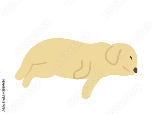 寝ている犬　大型犬