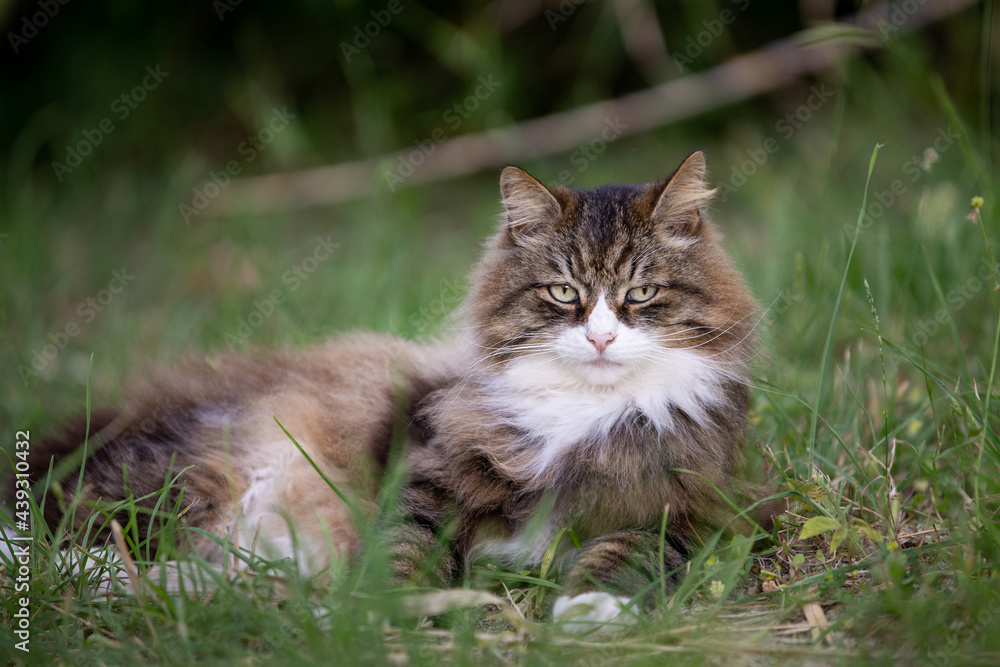 beautiful fluffy cat on the grass looking the camera