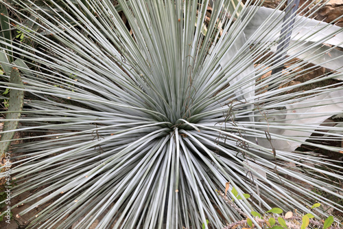 Agave stricta cactus in greenhouse