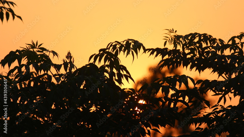 Silhouette of tree leaves with the sunset on the background


