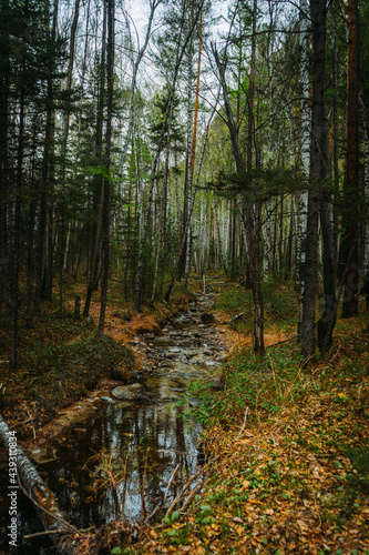 autumn in the woods © John