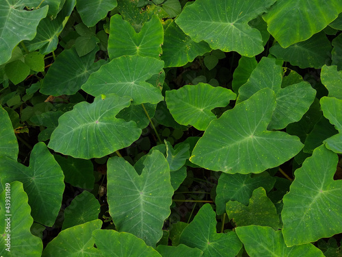 Taro plant (Colocasia esculenta), edible root vegetables