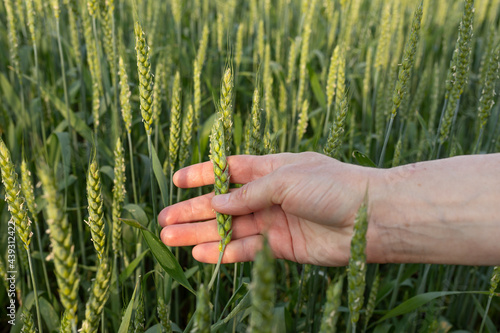 Green spikelet in a woman's hand on background of a wheat field. Quality control. Concept of organic farming, agriculture.