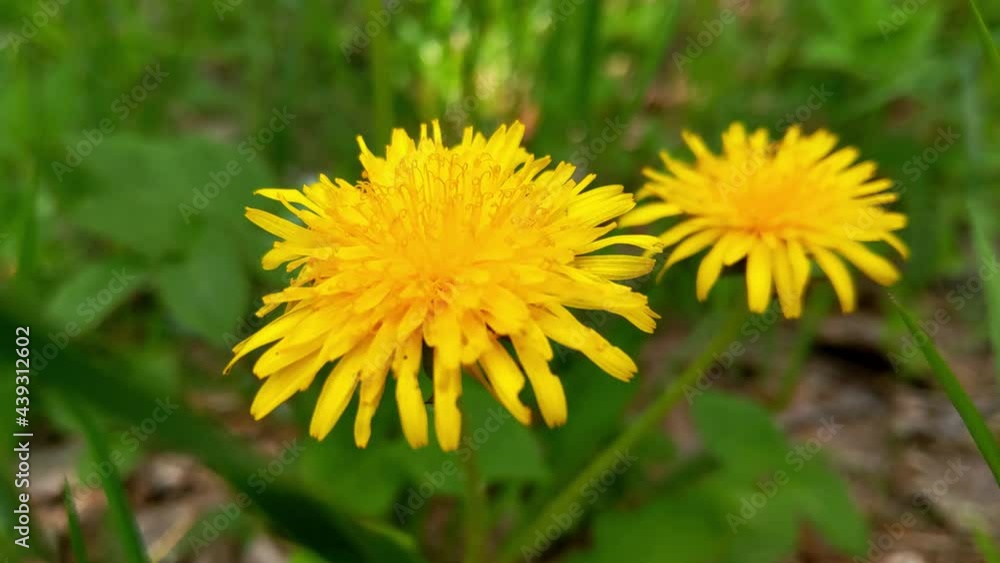 Close-up of blooming yellow dandelions swaying in the wind in the meadow Close-up of blooming yellow dandelions swaying in the wind in the meadow