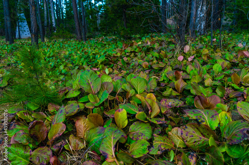 autumn leaves in the woods
