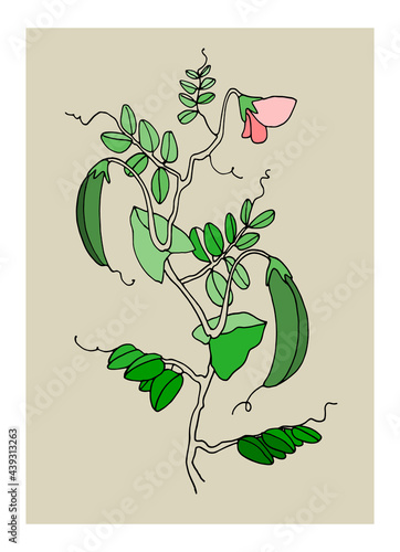 Home decor printable line art. Hand drawn vector illustrations of pea plant with pods and flowers on gray background. Contemporary design for prints, posters, cards, textile