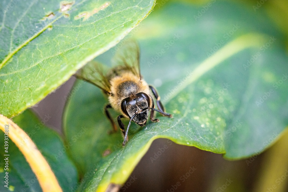 Bee on a white flower collecting pollen and nectar for the hive Bee on a white flower collecting pollen and nectar for the hive