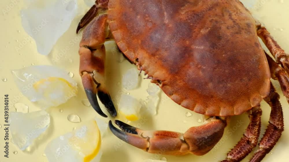 Boiled crab with lemon and pieces of ice on a yellow background.Seafood. Mediterranean Kitchen.Diet protein useful product.Sea crab. Boiled crab with lemon and pieces of ice on a yellow background.Seafood. Mediterranean Kitchen.Diet protein useful product.Sea crab.