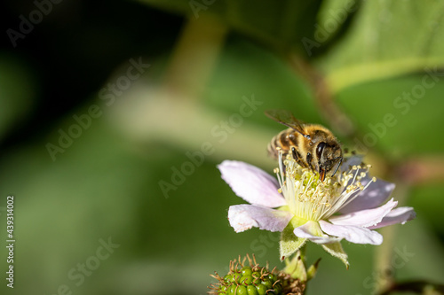 Bee on a white blackberry flower collecting pollen and nectar for the hive © photografiero