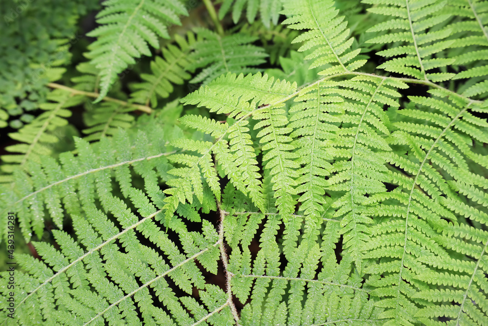 Selective focus on beautiful freshness tree fern in outdoor garden with morning dew and raindrop for natural background. Selective focus on beautiful freshness tree fern in outdoor garden with morning dew and raindrop for natural background.