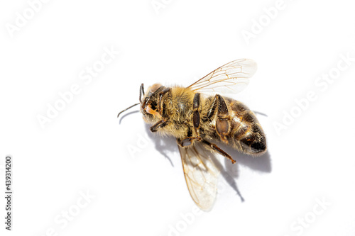 Macro image of a dead bee on a frame from a hive in decline, plagued by the Colony collapse disorder and other diseases