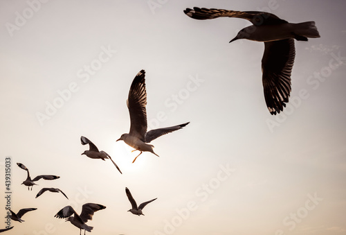 Wallpaper Mural Flock of seagulls flying in the sky