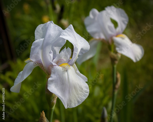 White iris flowers on a blurred background of garden greenery.