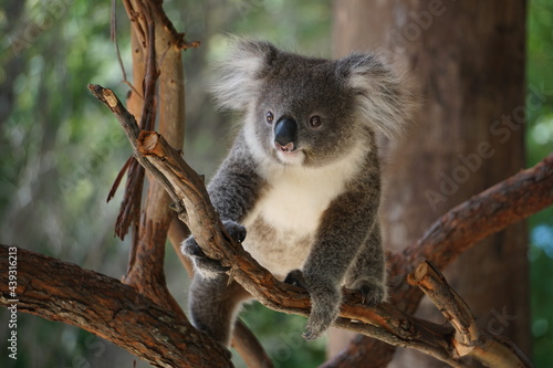 Fototapeta Naklejka Na Ścianę i Meble -  Cute koala on the tree.