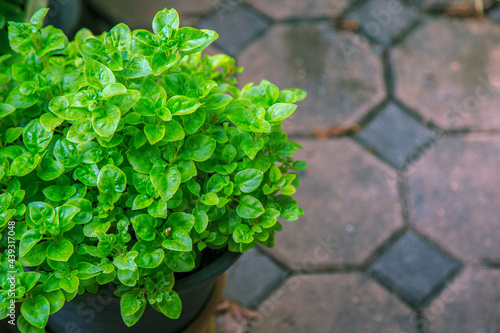 High angle view watercress in a pot on a brick floor