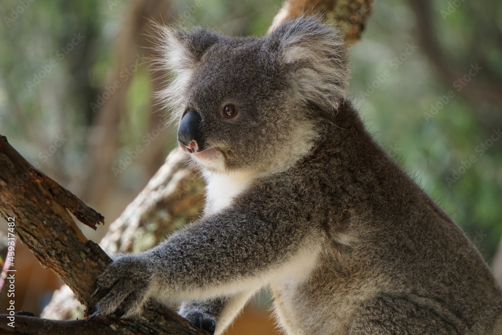 Obraz premium Cute koala on the tree.