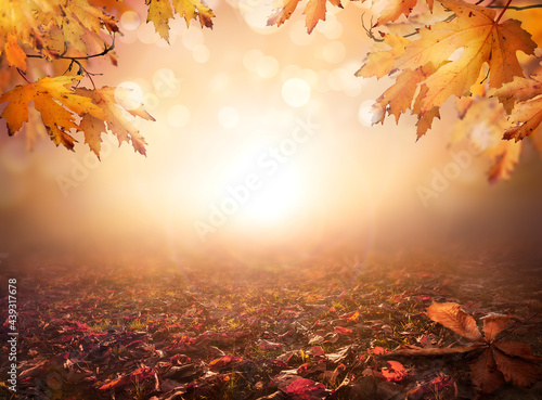 Obraz na płótnie An autumn nature, fall background of blurred foliage and tree leaves at sunset in an autumn landscape that could be used for Thanksgiving. w salonie