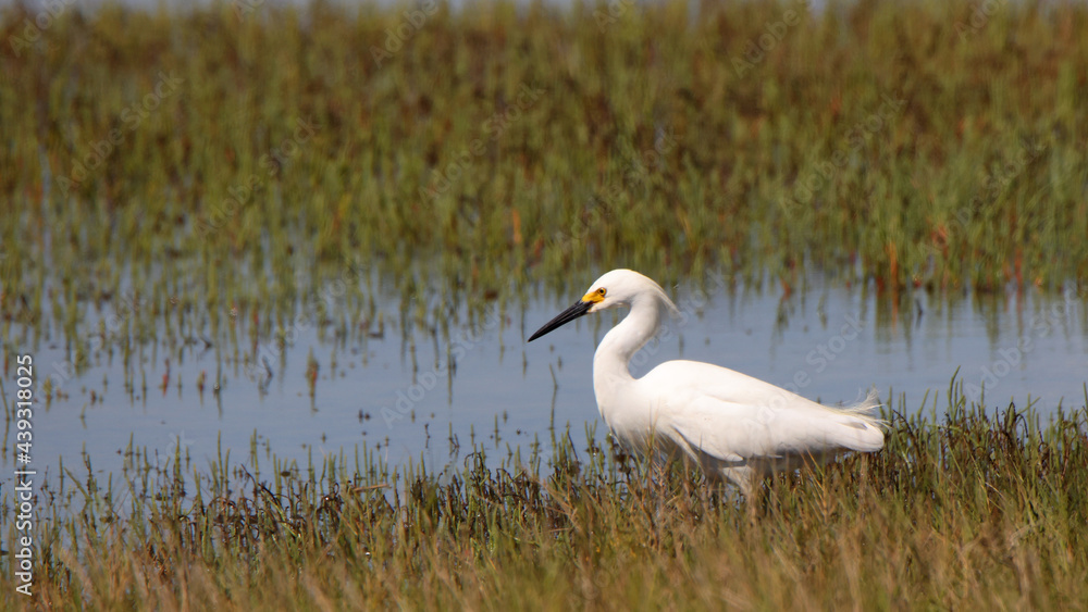 Great egret hunting in a shallow salt marsh Great egret hunting in a shallow salt marsh