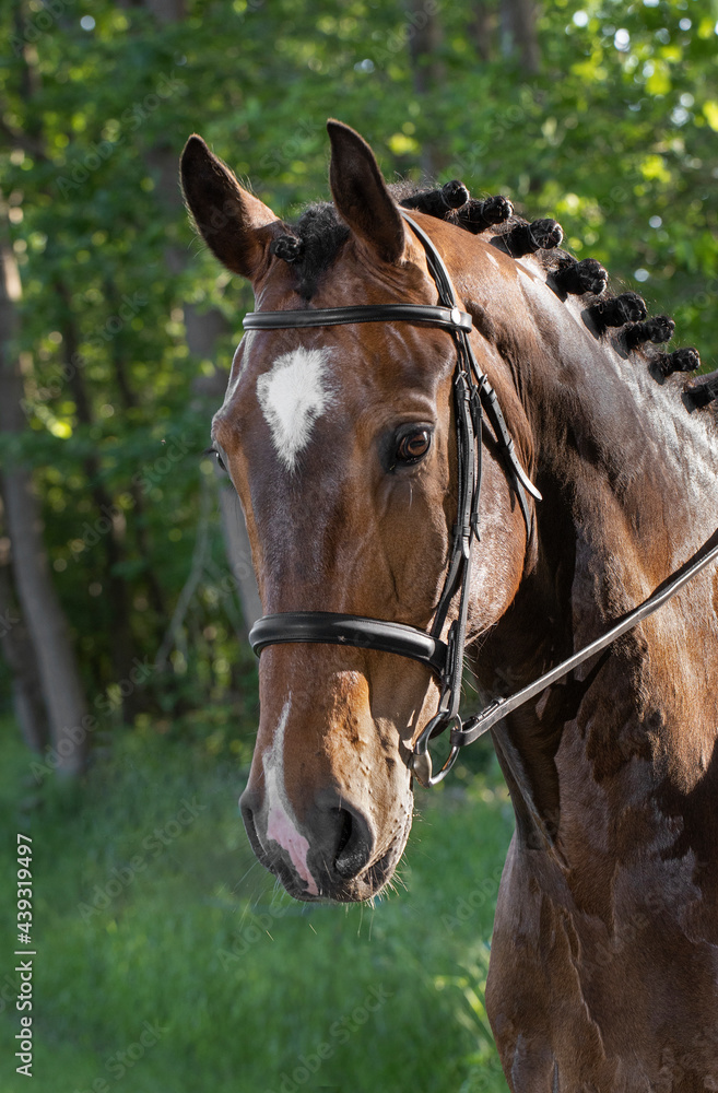 Horse head. Equestrian riding horse. Netherlands. Saddle horse. Horse head. Equestrian riding horse. Netherlands. Saddle horse.