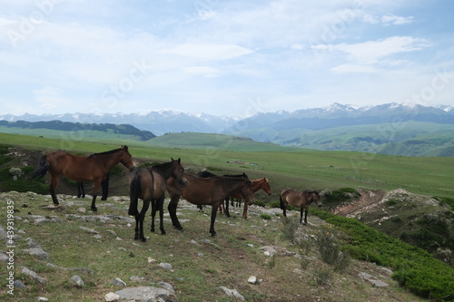 several wild horses with green prairie and snow mountain skyline. At Kalajun in Xinjiang China