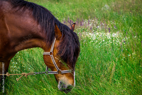 Wallpaper Mural amazing horse in the field Torontodigital.ca