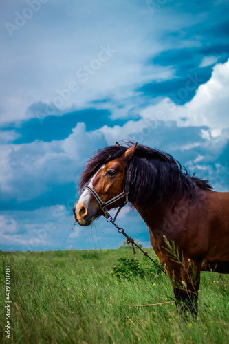 Wallpaper Mural amazing horse in the field Torontodigital.ca