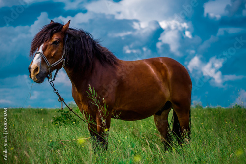 amazing horse in the field