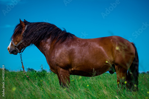 Wallpaper Mural amazing horse in the field Torontodigital.ca