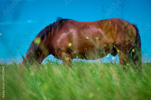 Wallpaper Mural amazing horse in the field Torontodigital.ca