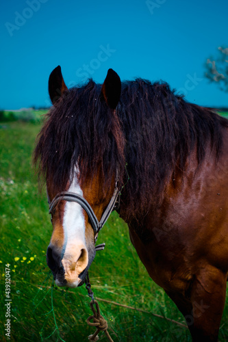 Wallpaper Mural amazing horse in the field Torontodigital.ca