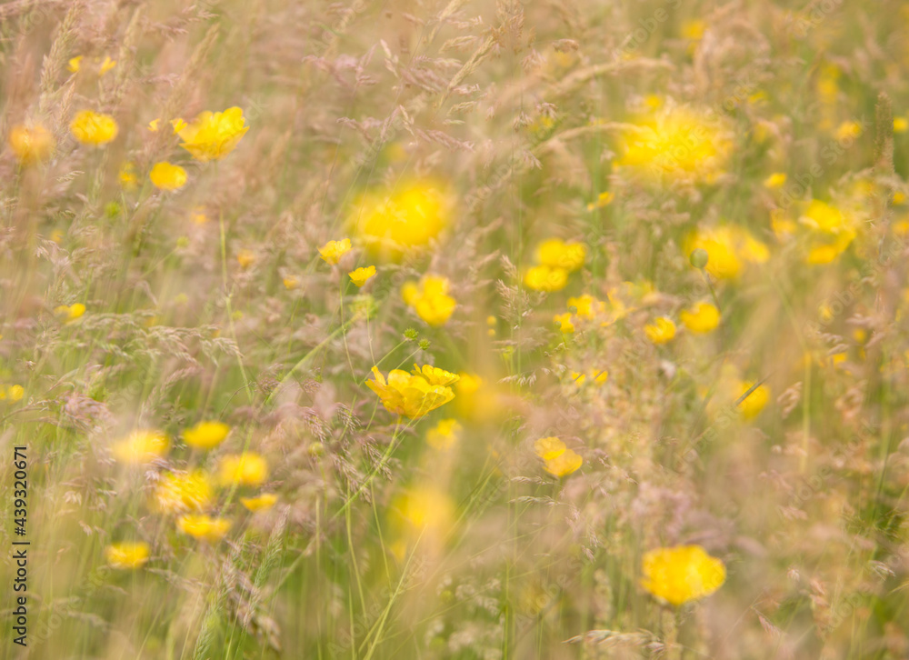 Fototapeta premium yellow buttercups on green in dreamy fantasy abstract pattern