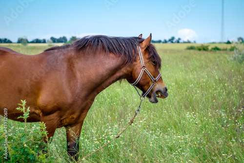 amazing horse in the field