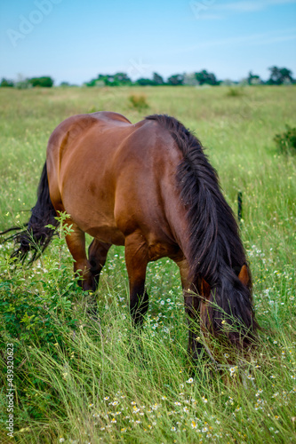 Wallpaper Mural amazing horse in the field Torontodigital.ca