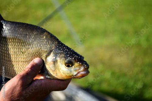 Fototapeta Naklejka Na Ścianę i Meble -  Happy angler holds big common bream male with with nuptial colouration on head, green grass background, copy space. Fish head close up