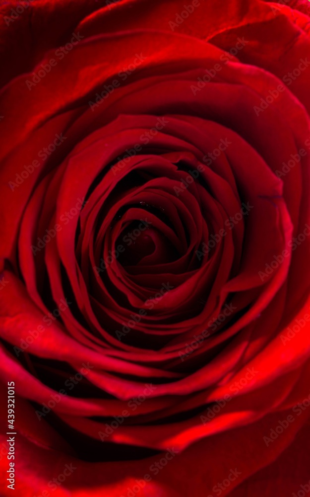 Red Rose Petals Red Rose Petals