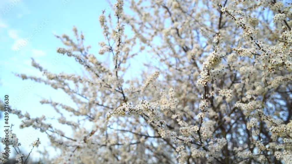 The flowering tree of spring reveals white flowers that move slowly under the wind, in the background of the blue sky. 4k portrait The flowering tree of spring reveals white flowers that move slowly under the wind, in the background of the blue sky. 4k portrait