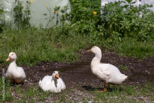 Drei junge Enten auf einem Bauernhof