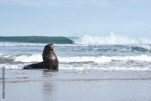 Sea lion entering the water with a wave breaking in the background