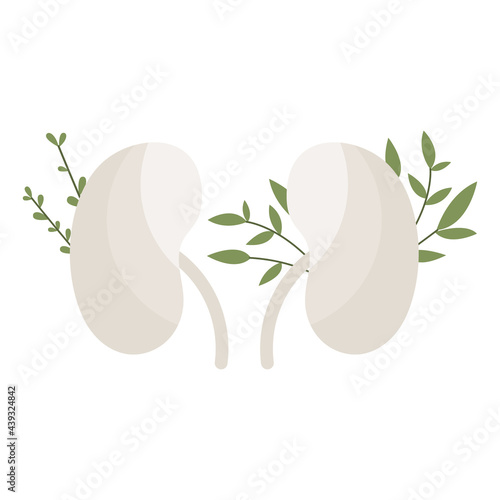 Kidneys with leaves. Urinary system. Urology. Homeopathy, naturopathy, ethnoscience. Alternative medicine. Treatment with folk remedies, natural organic herb. Vector flat cartoon illustration