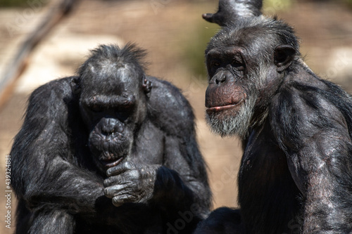 two old chimpanzees