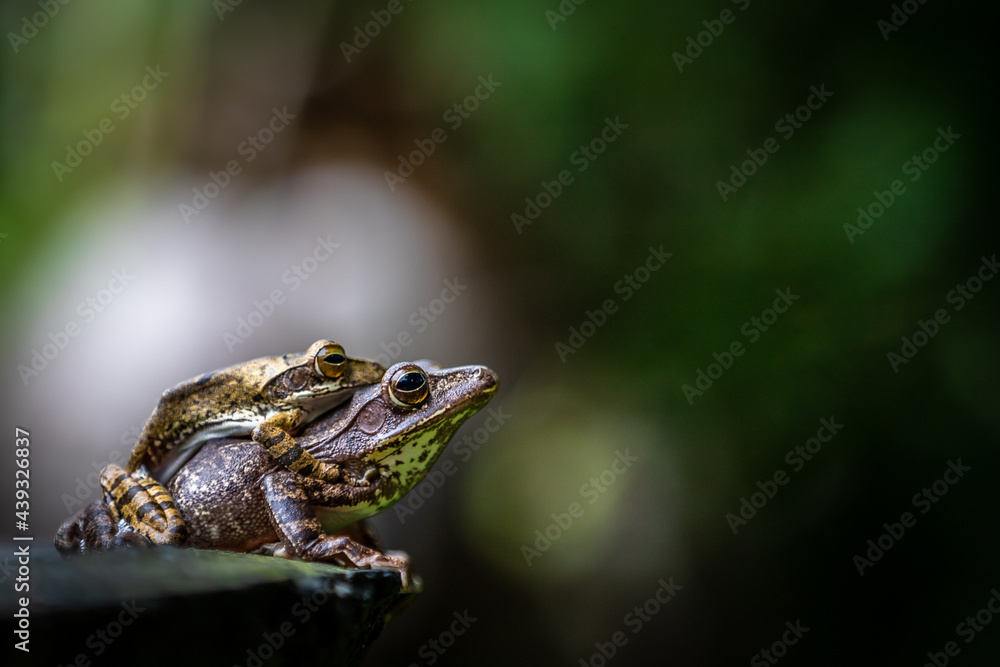 Obraz premium Two Sri Lanka tree frogs on top of each other on a branch