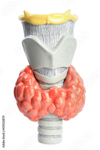 Plastic model of afflicted thyroid isolated on white