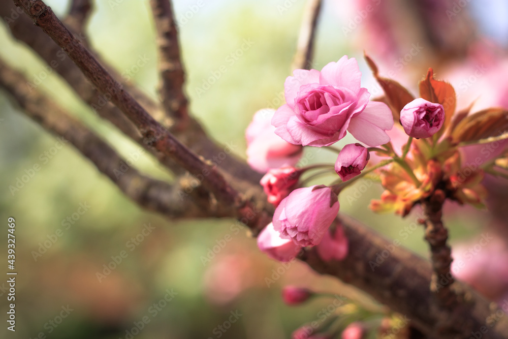 Beautiful blooming cherry blossom on a branch in spring. Close up in the garden. Beautiful blooming cherry blossom on a branch in spring. Close up in the garden.