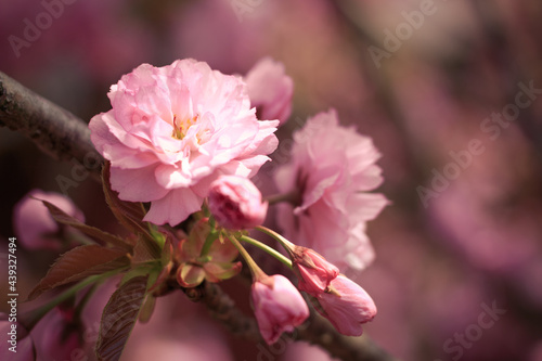 Wallpaper Mural Beautiful blooming cherry blossom in spring. Close up in the garden.  Torontodigital.ca