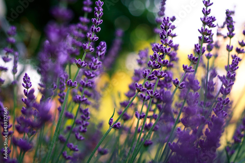 Blooming lavender in the garden with bokeh background