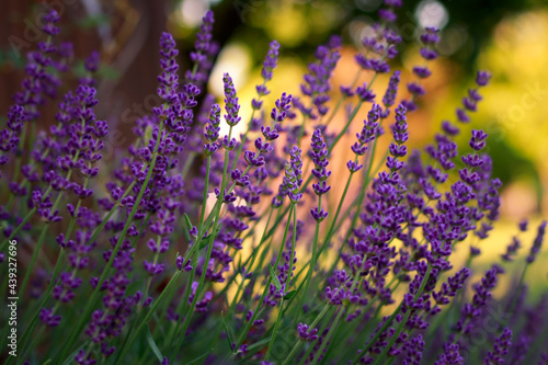 Blooming lavender in the garden with bokeh background